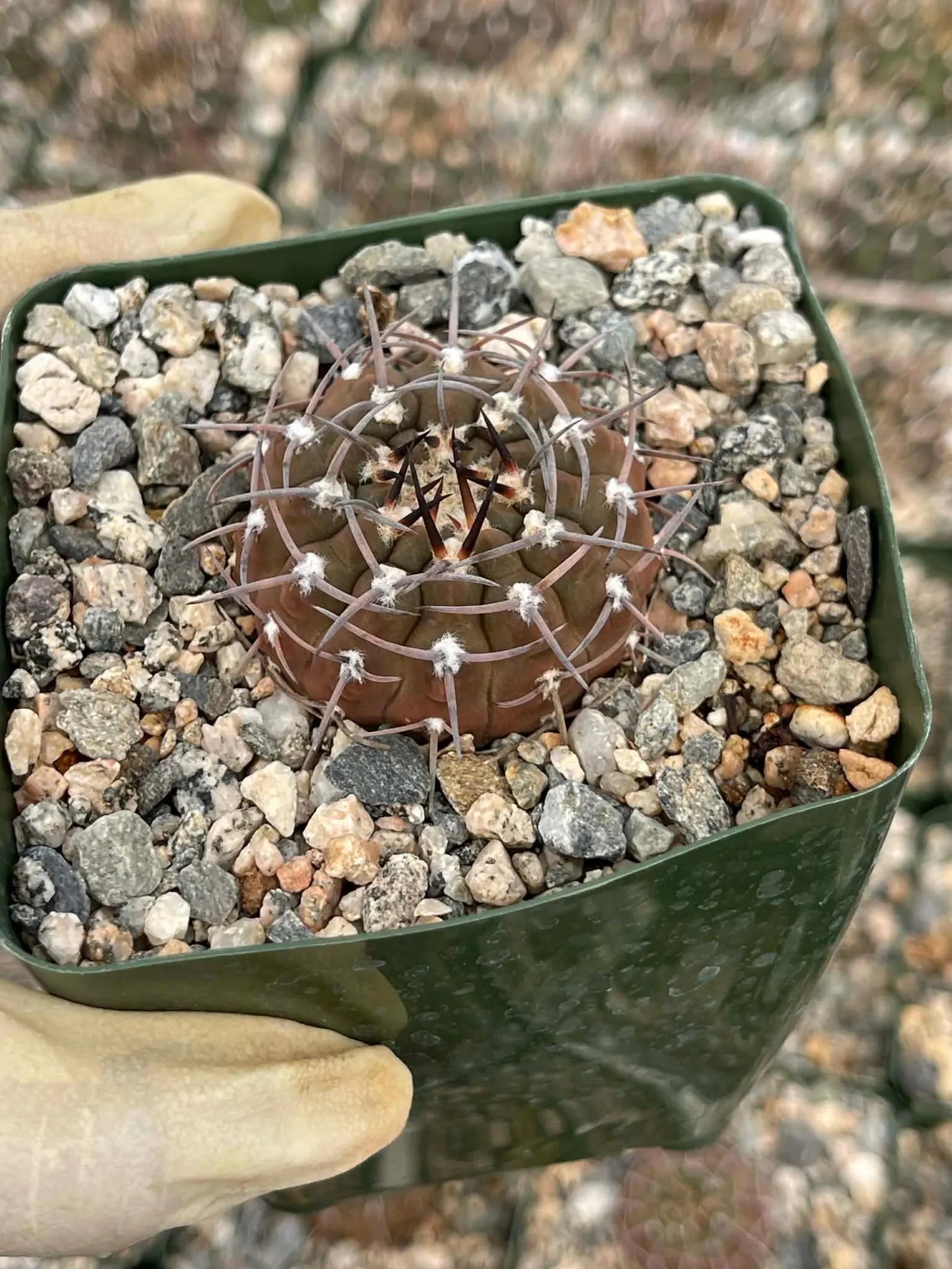 Gymnocalycium Schreiteri Live Cactus | Rare Seed-Grown 3.5 Inch Succulent Plant