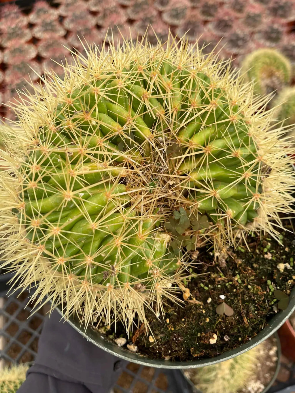 Crested Golden Barrel Cactus | Rare U-Shape Crested Cactus | Live Succulent #313