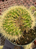 Crested Golden Barrel Cactus | Rare U-Shape Crested Cactus | Live Succulent #313