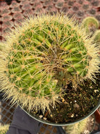 Crested Golden Barrel Cactus | Rare U-Shape Crested Cactus | Live Succulent #313