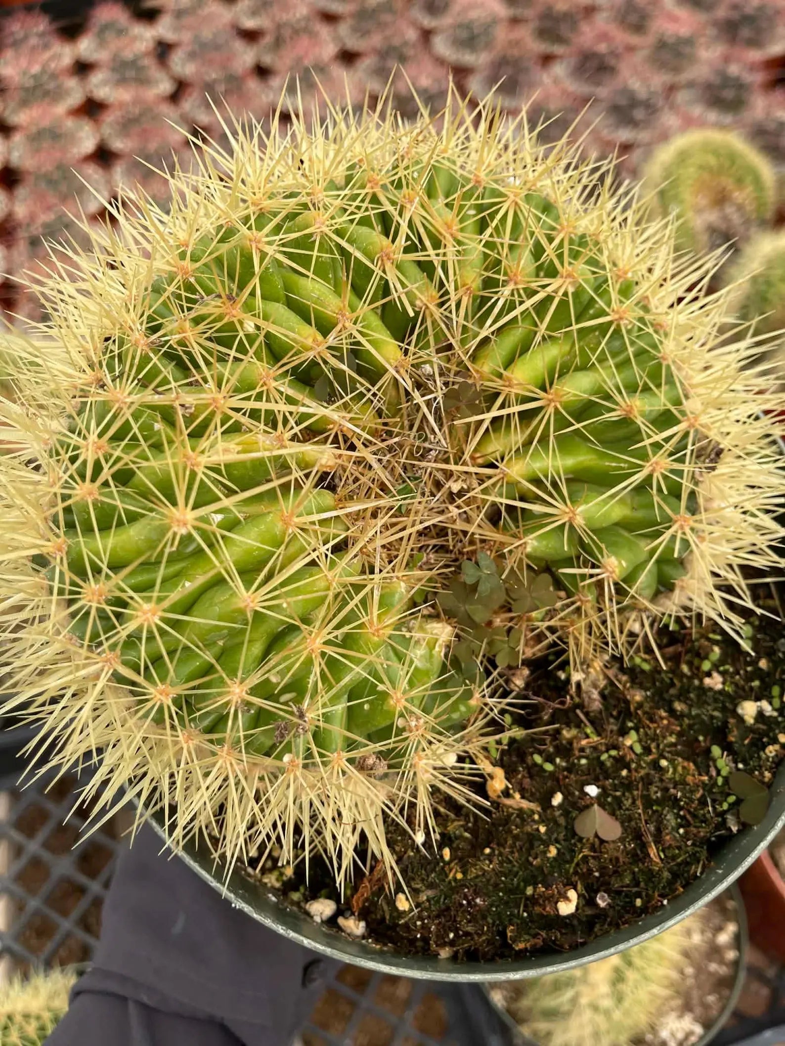 Crested Golden Barrel Cactus | Rare U-Shape Crested Cactus | Live Succulent #313