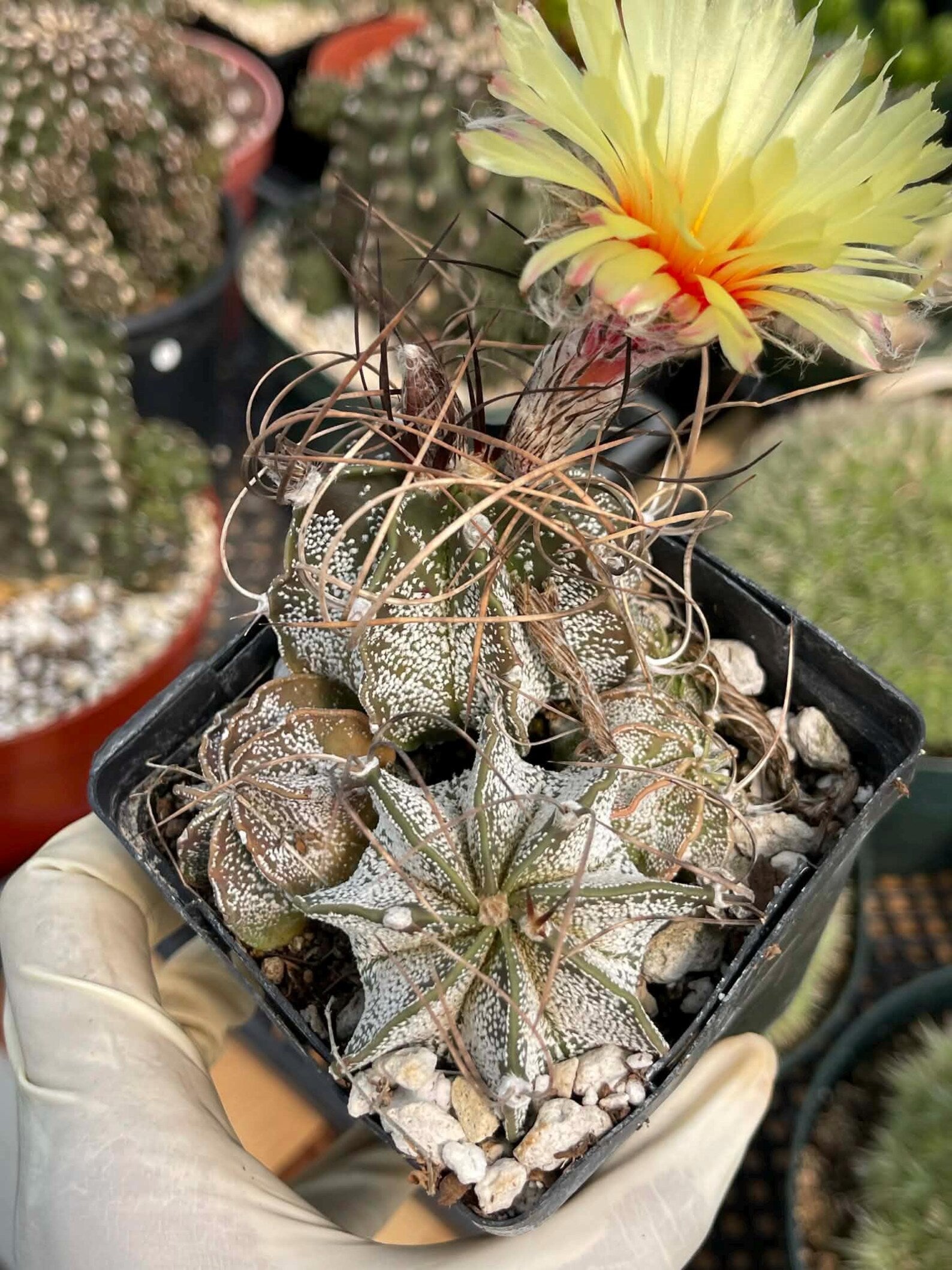 Astrophytum Capricorne Cluster #49 | Multi-Head Live Cactus
