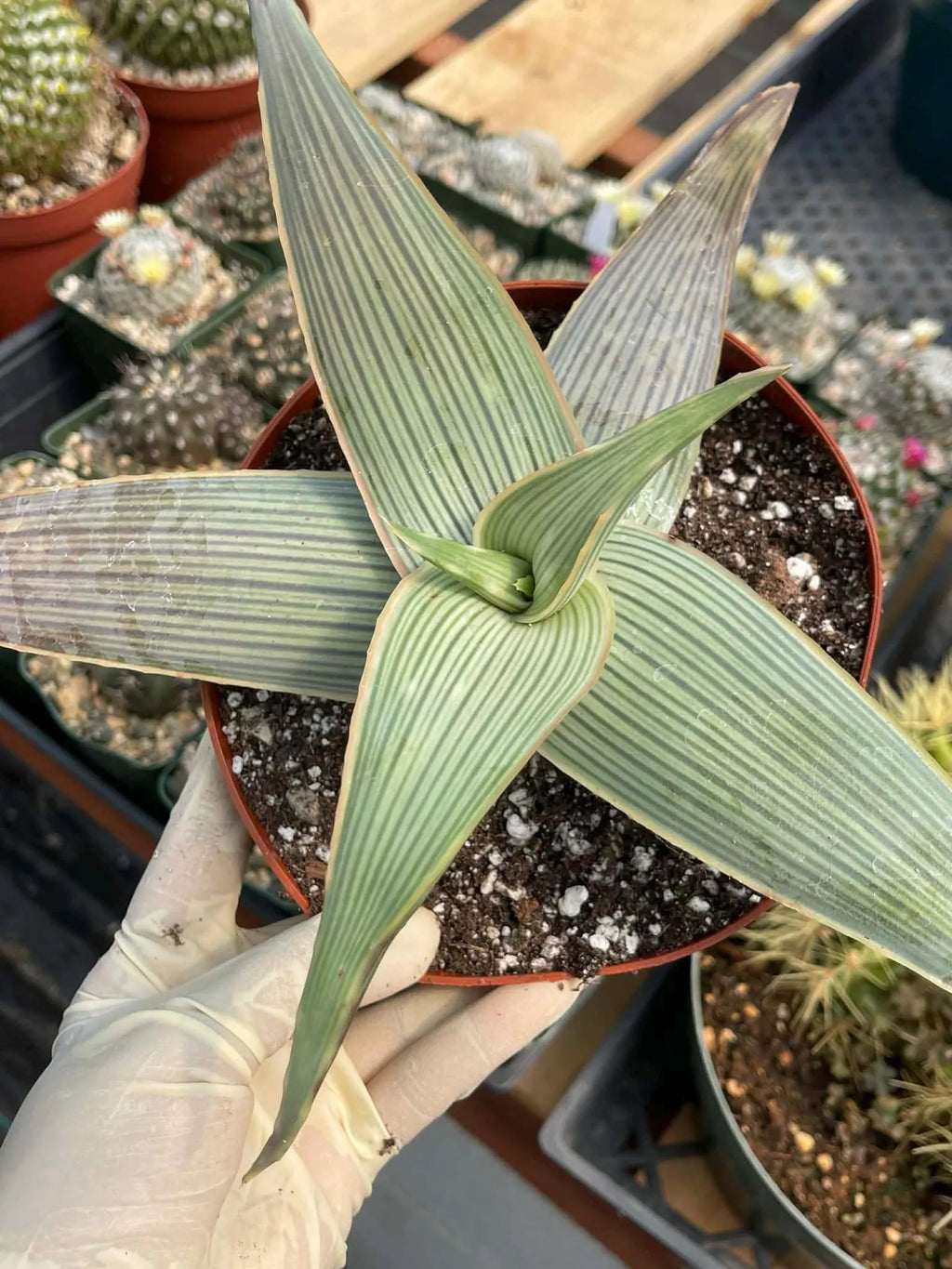Aloe Karasbergensis Overgrown | Seed Grown Rare Live Succulent Plant