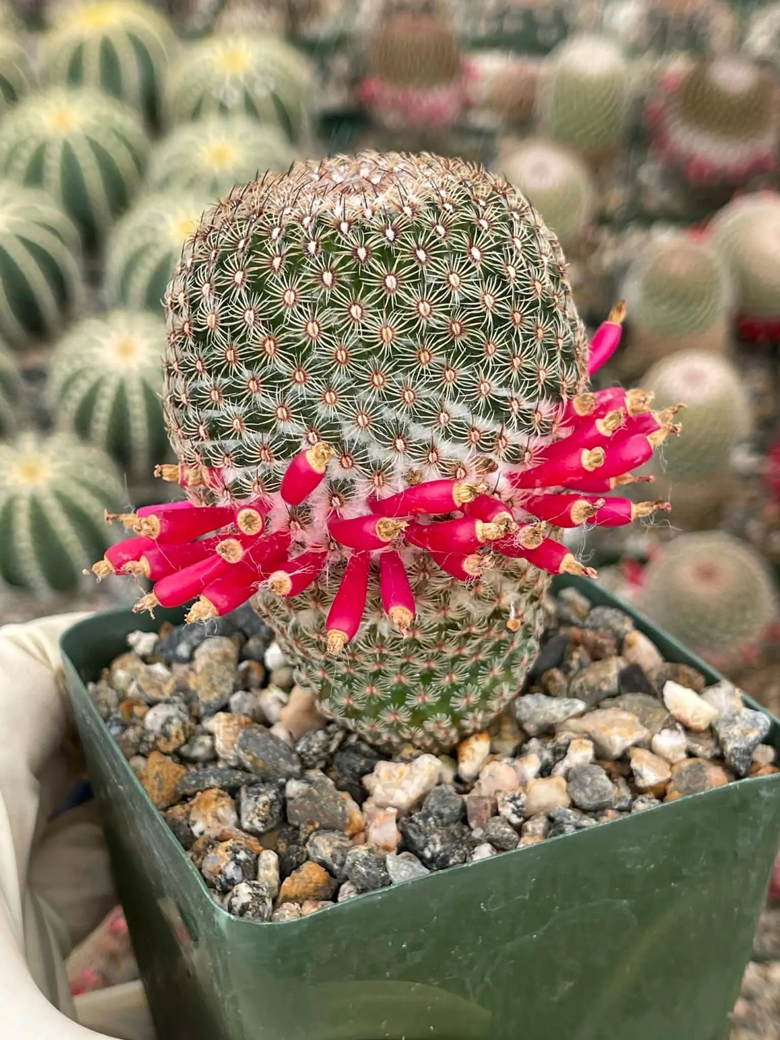 Mammillaria Huitzilopochtli | Rare Live Cactus Plant | Collector Succulent