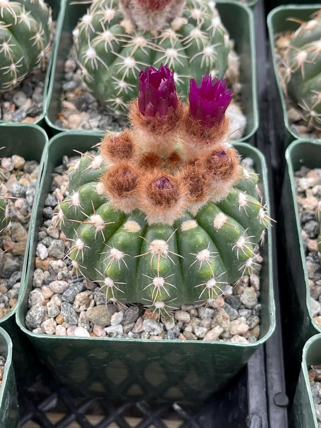Notocactus Inermis Rare Ball Cactus Live Plant Exotic Succulent Collection