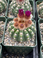 Rare Notocactus Ball Cactus Live Plant | 3.5-Inch Exotic Cactus Succulent | Collector Plant #284