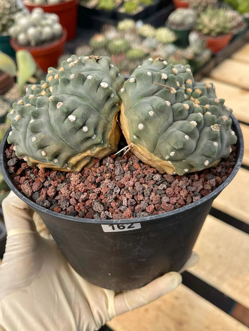 Gymnocalycium Vaterii Spineless Double Heads | Live Cactus | 6" Pot | #162