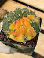 Variegated Gymnocalycium Eurypleurum Rare Live Cactus – Exact Plant #77