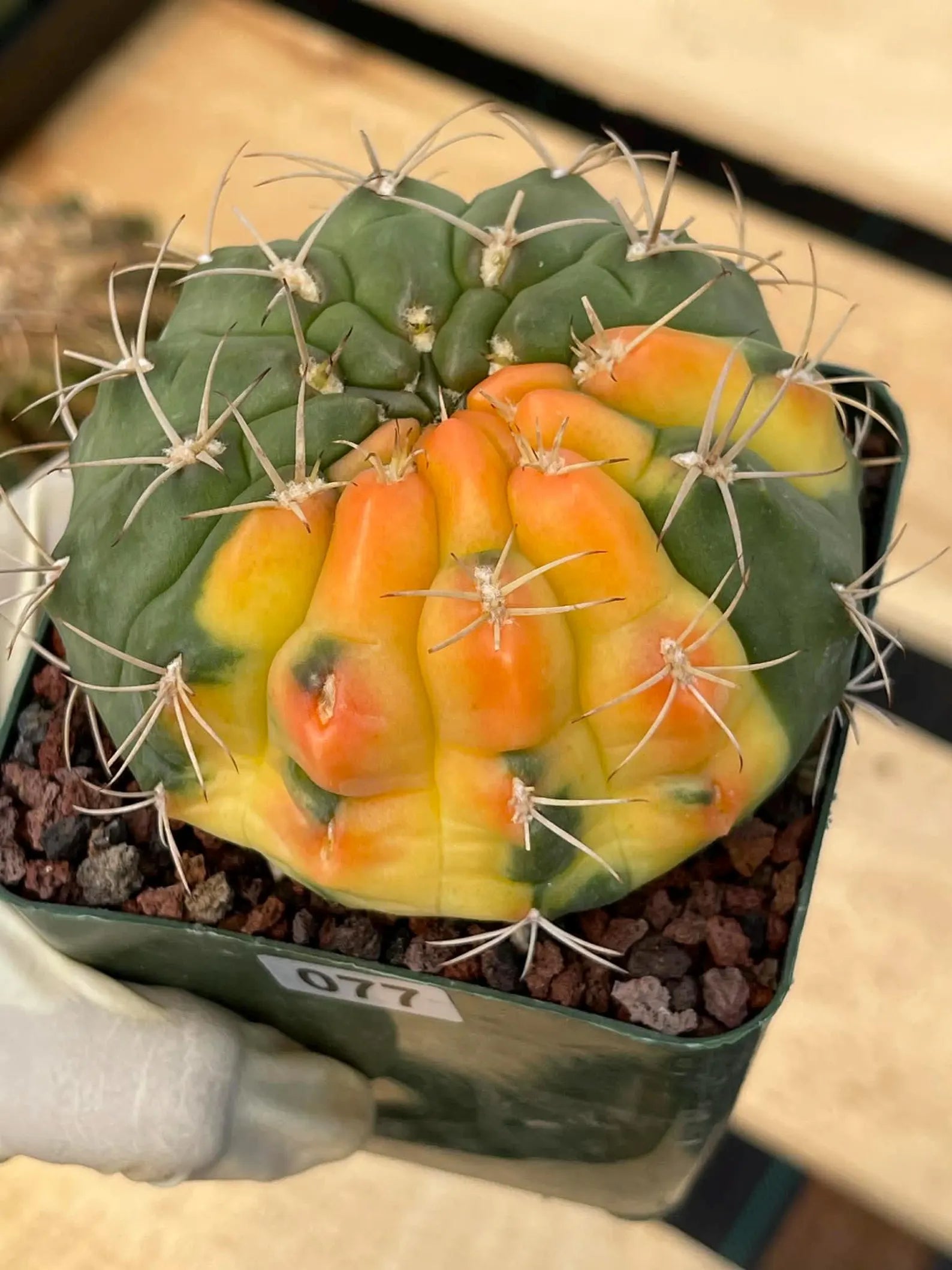Variegated Gymnocalycium Eurypleurum Rare Live Cactus – Exact Plant #77
