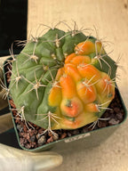 Variegated Gymnocalycium Eurypleurum Rare Live Cactus – Exact Plant #77