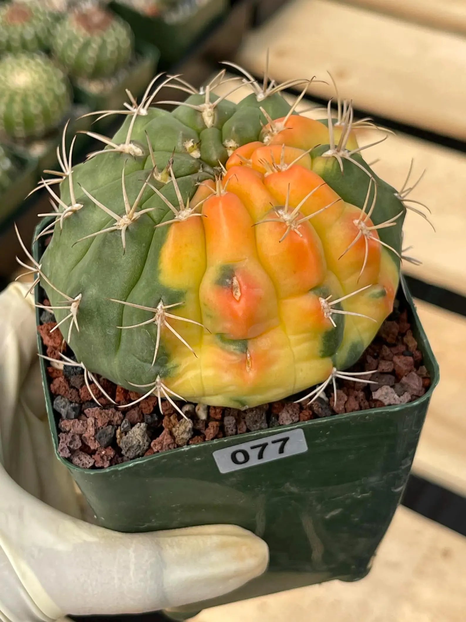 Variegated Gymnocalycium Eurypleurum Rare Live Cactus – Exact Plant #77