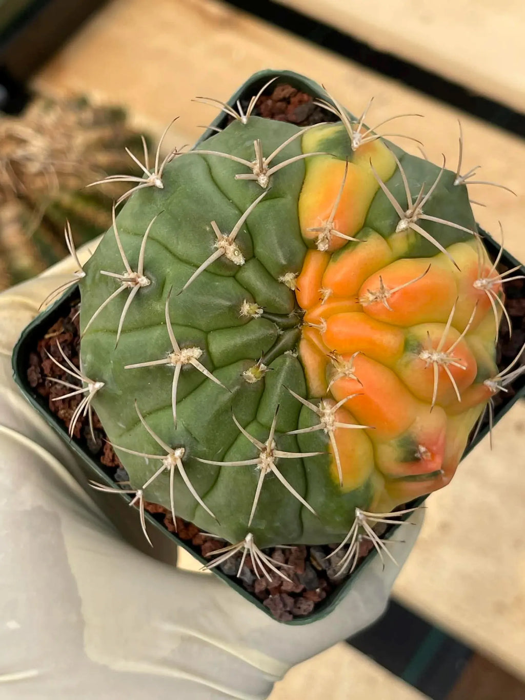 Variegated Gymnocalycium Eurypleurum Rare Live Cactus – Exact Plant #77