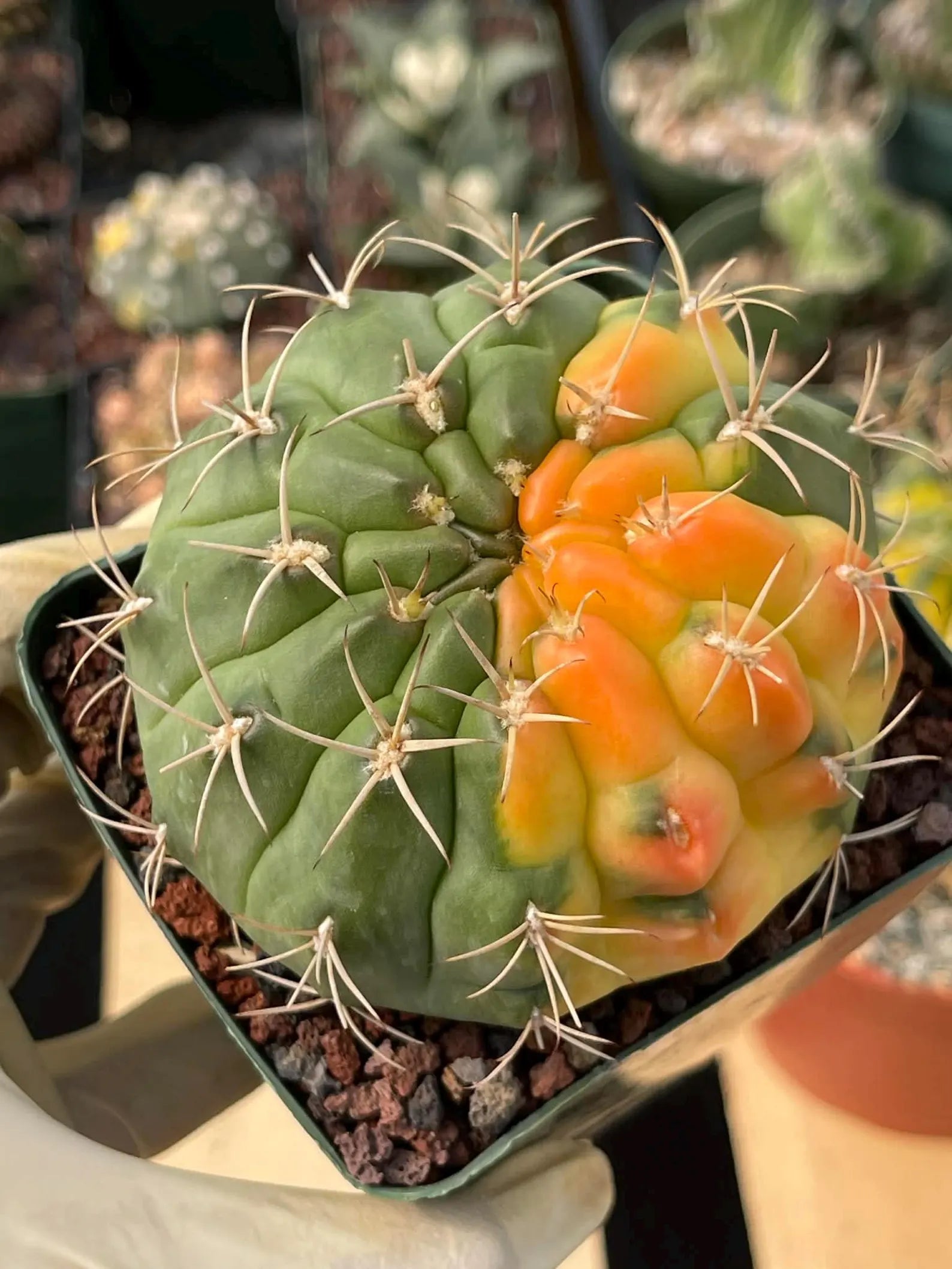 Variegated Gymnocalycium Eurypleurum Rare Live Cactus – Exact Plant #77