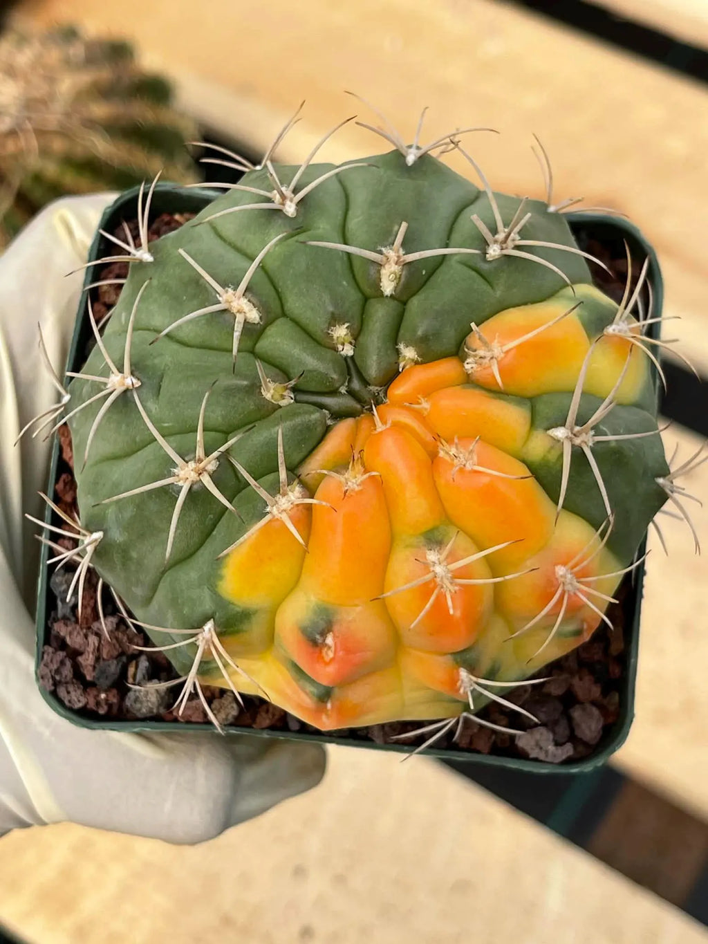Variegated Gymnocalycium Eurypleurum Rare Live Cactus – Exact Plant #77