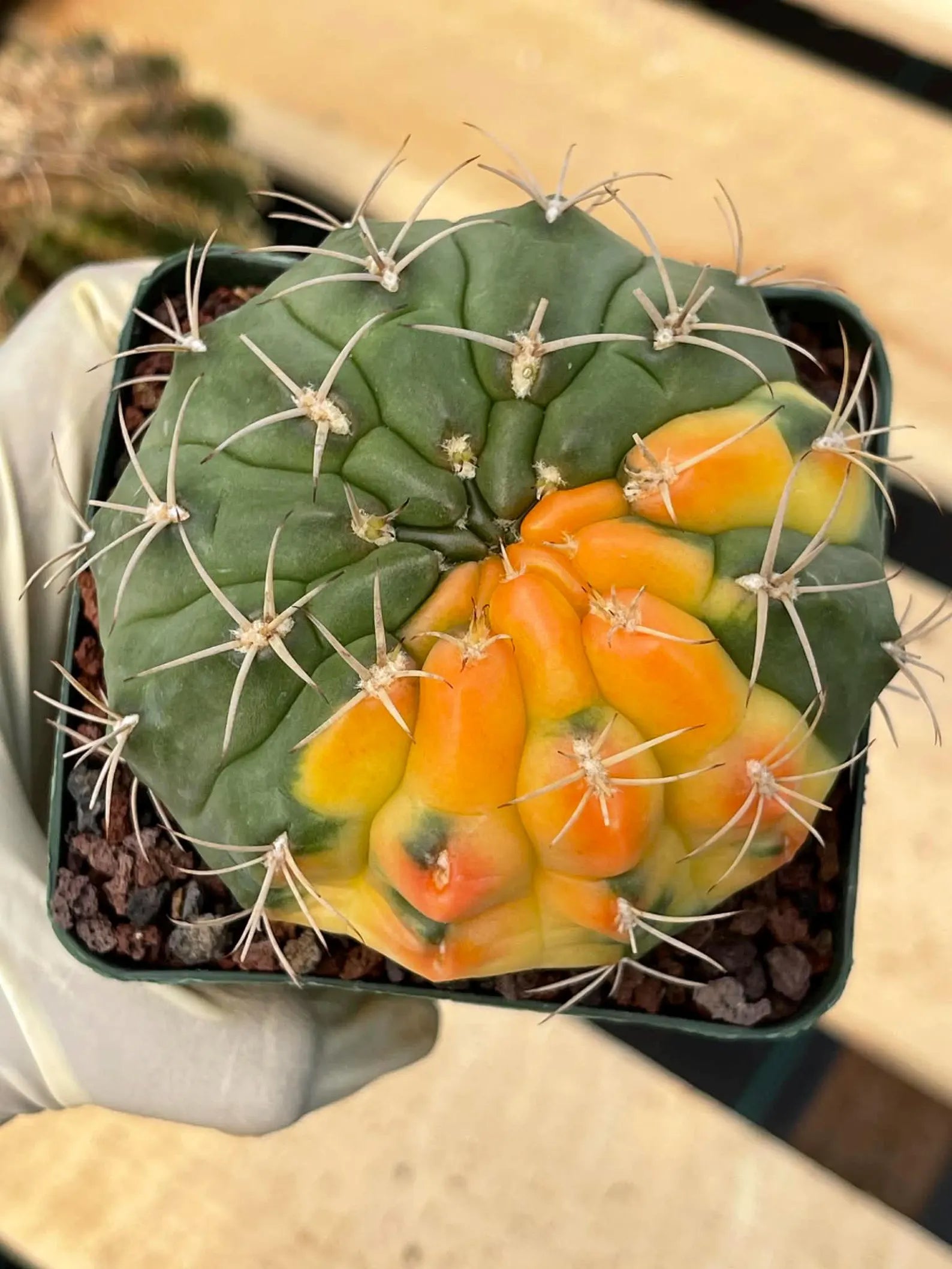 Variegated Gymnocalycium Eurypleurum Rare Live Cactus – Exact Plant #77