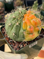 Variegated Gymnocalycium Eurypleurum Rare Live Cactus – Exact Plant #77