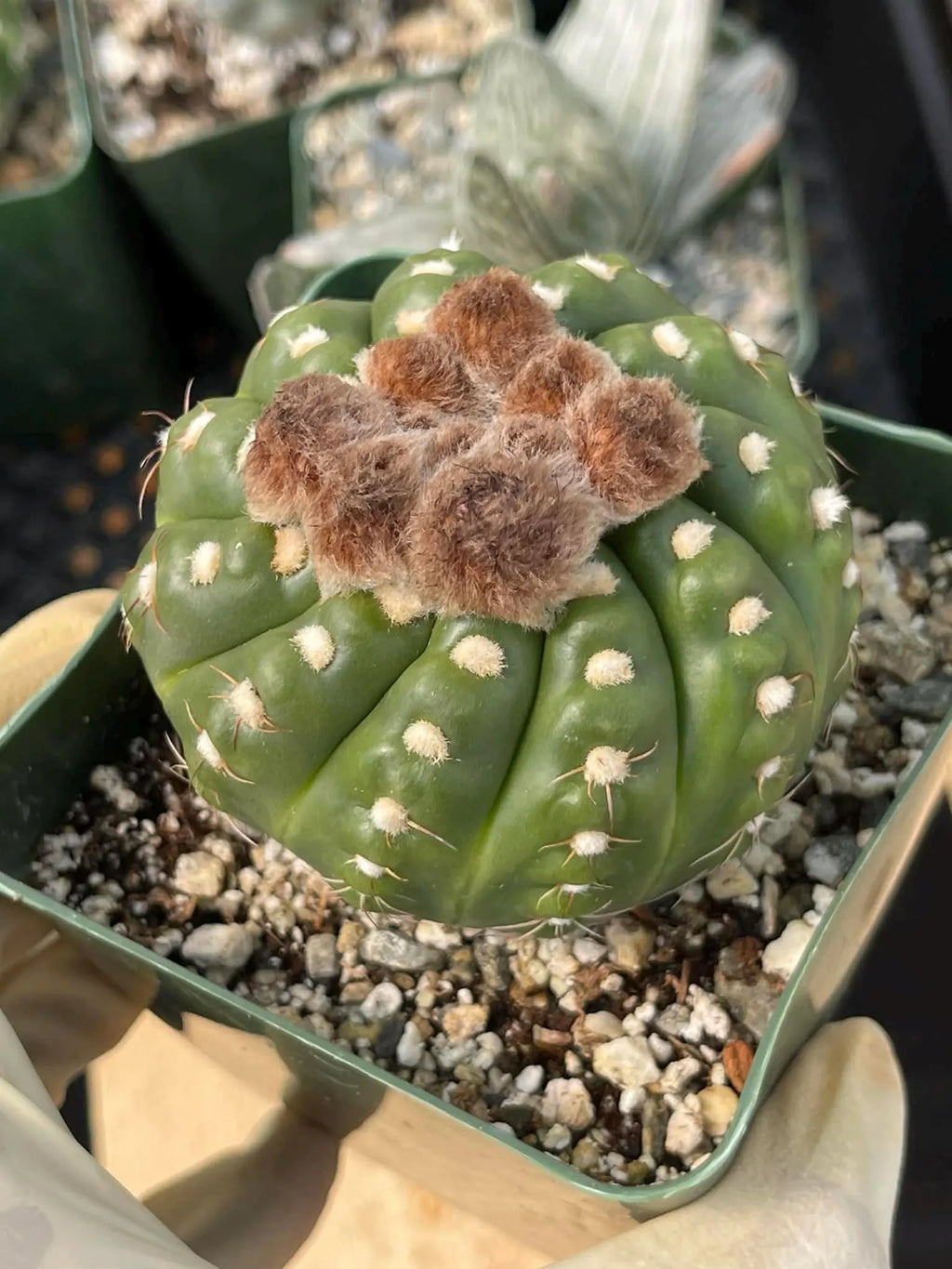 Rare Notocactus Ball Cactus Live Plant | 3.5-Inch Exotic Cactus Succulent | Collector Plant #284