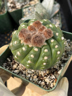 Rare Notocactus Ball Cactus Live Plant | 3.5-Inch Exotic Cactus Succulent | Collector Plant #284