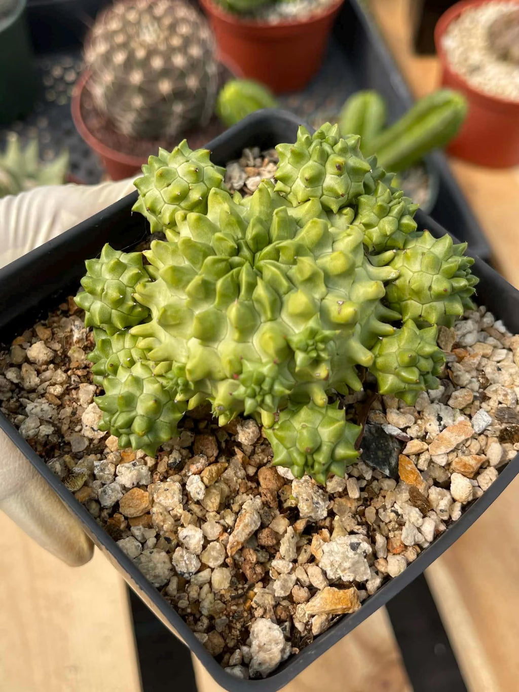 Euphorbia Susannae Cluster | Rare Seed-Grown Live Succulent