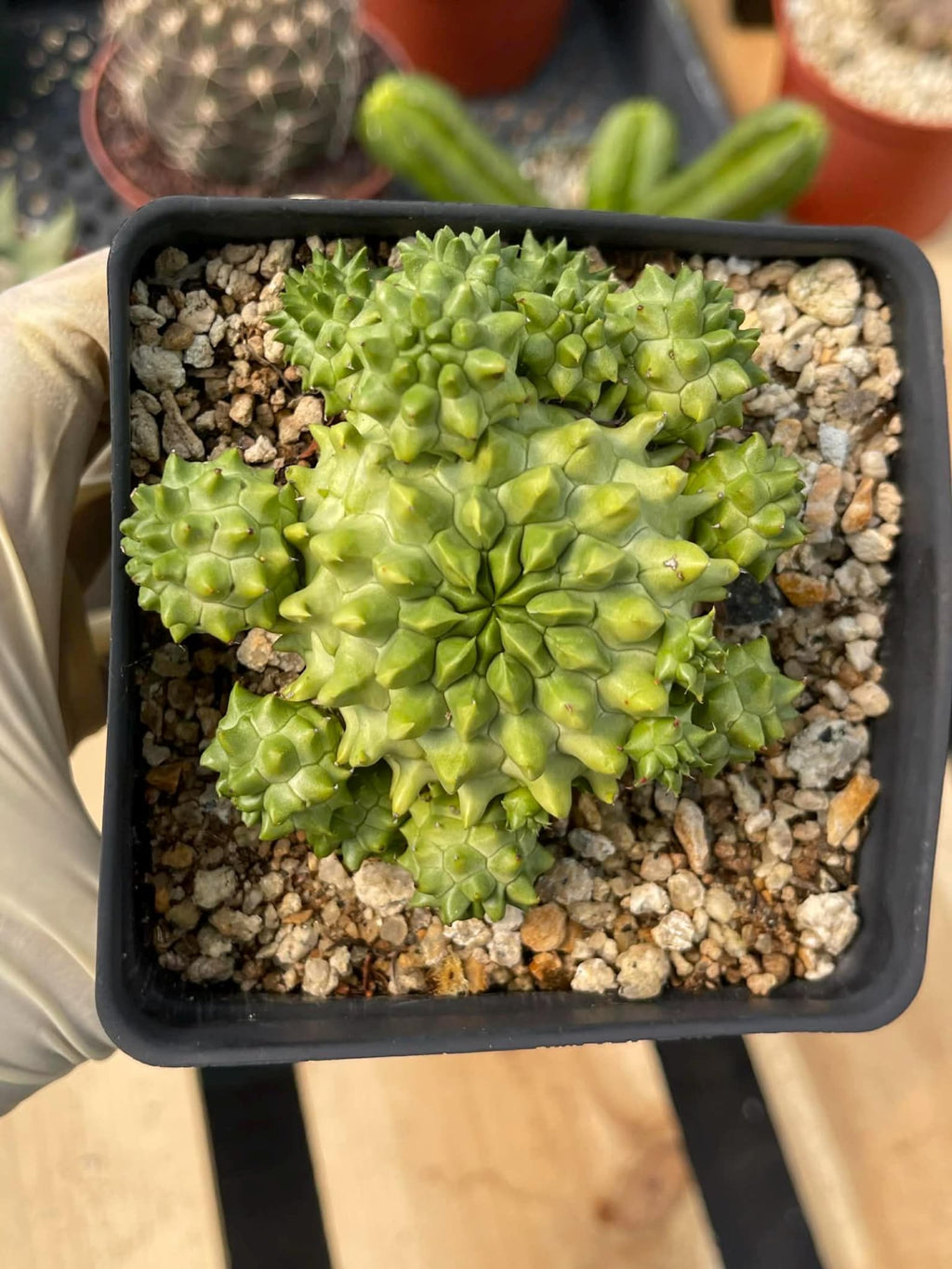Euphorbia Susannae Cluster | Rare Seed-Grown Live Succulent