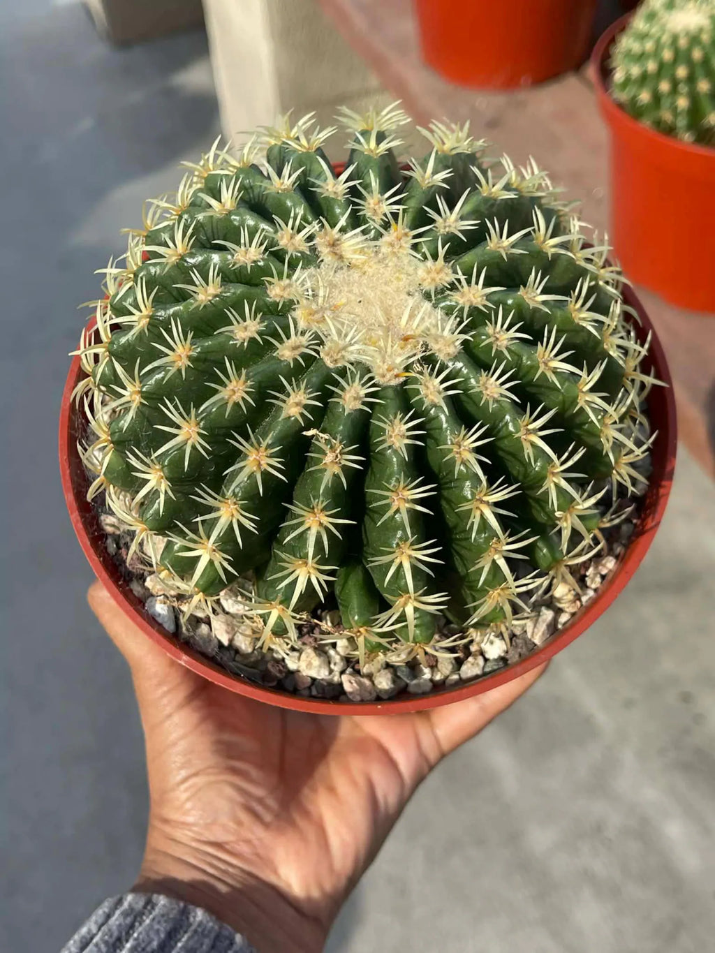 Echinocactus Grusonii Short Spine Cluster | Rare Golden Barrel Cactus | Live Plant