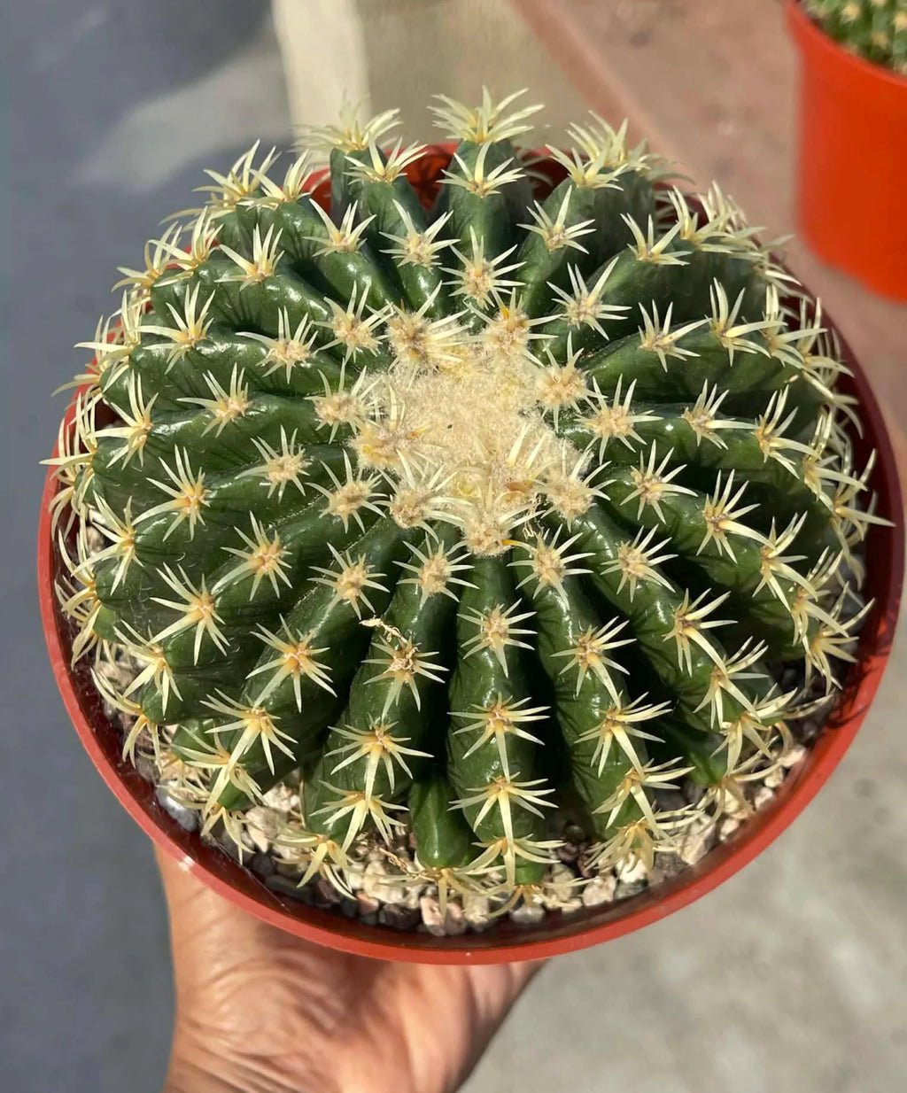 Echinocactus Grusonii Short Spine Cluster | Rare Golden Barrel Cactus | Live Plant