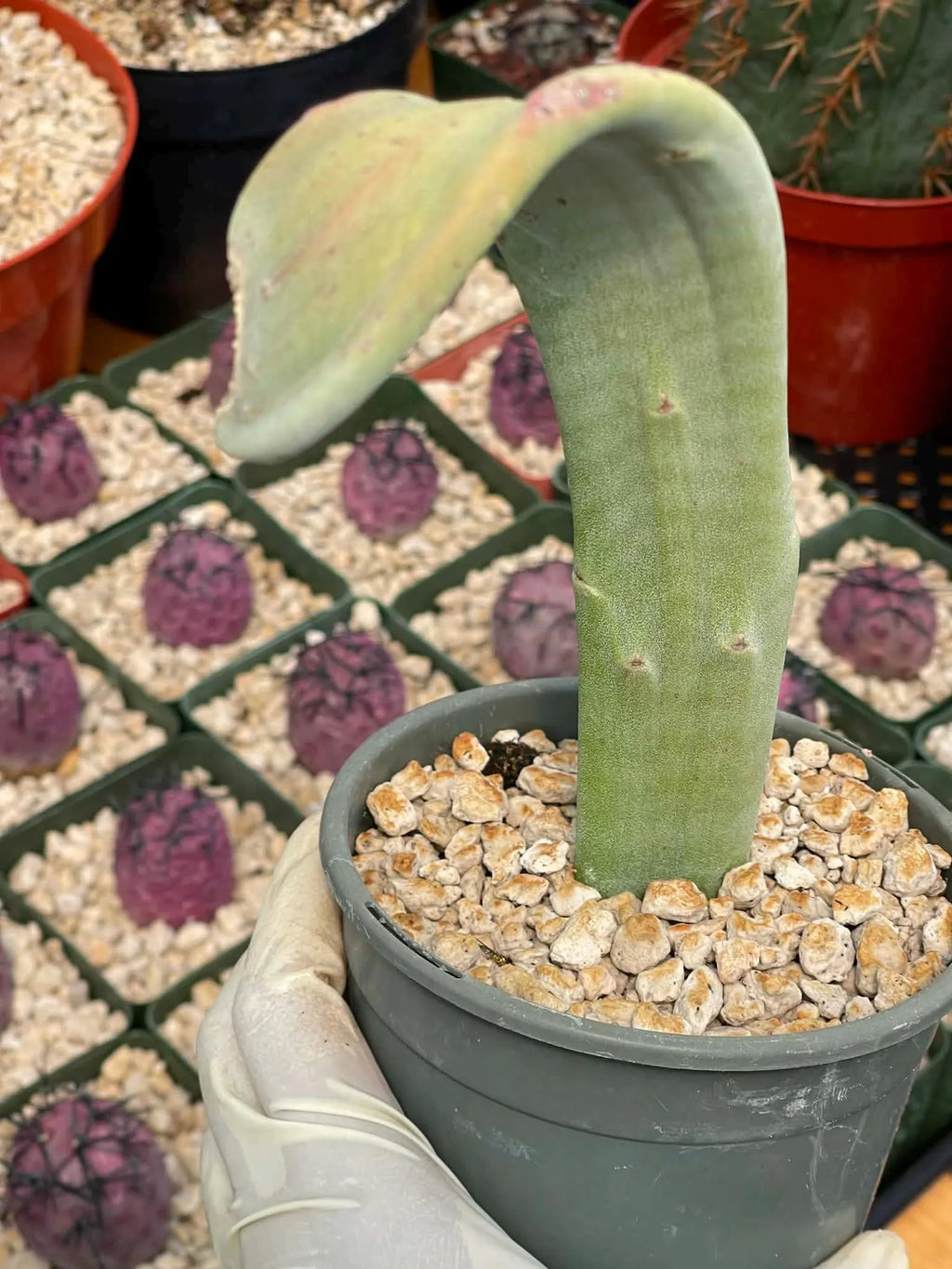 Crested Slipper Plant | Rare Crested Euphorbia | Live Succulent | 4" Plant