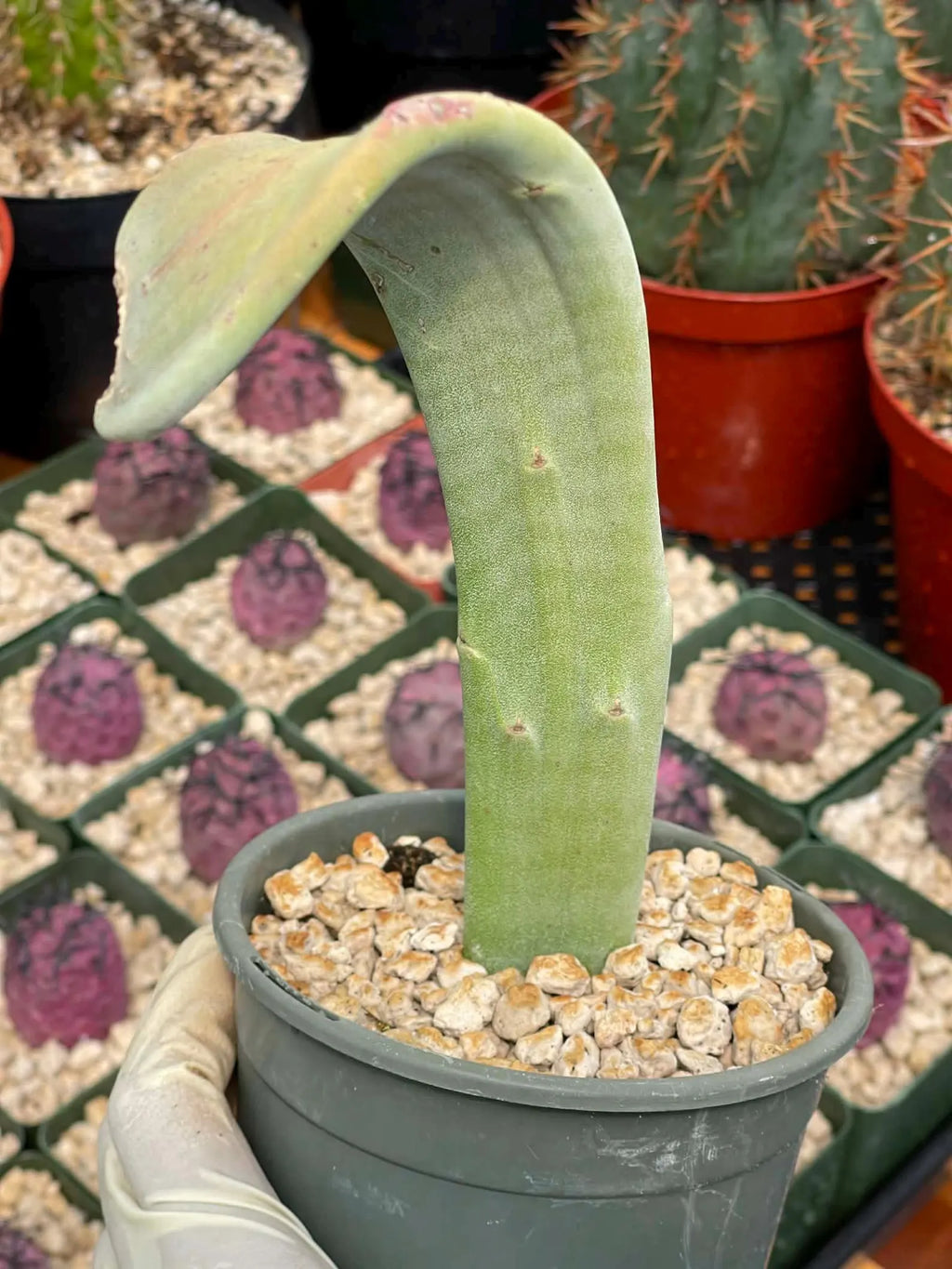 Crested Slipper Plant | Rare Crested Euphorbia | Live Succulent | 4" Plant