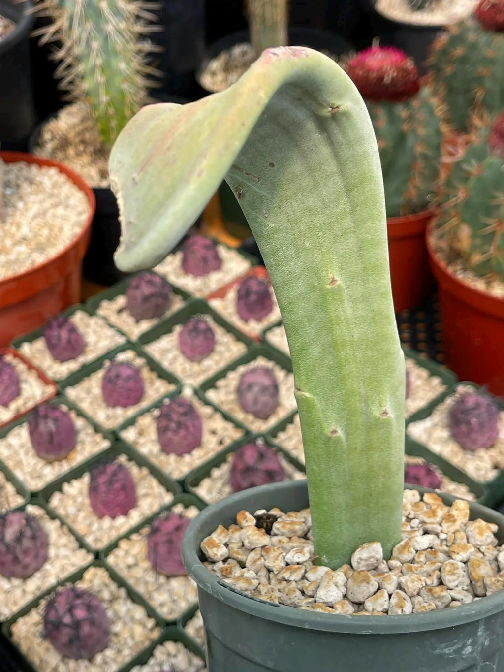 Crested Slipper Plant | Rare Crested Euphorbia | Live Succulent | 4" Plant