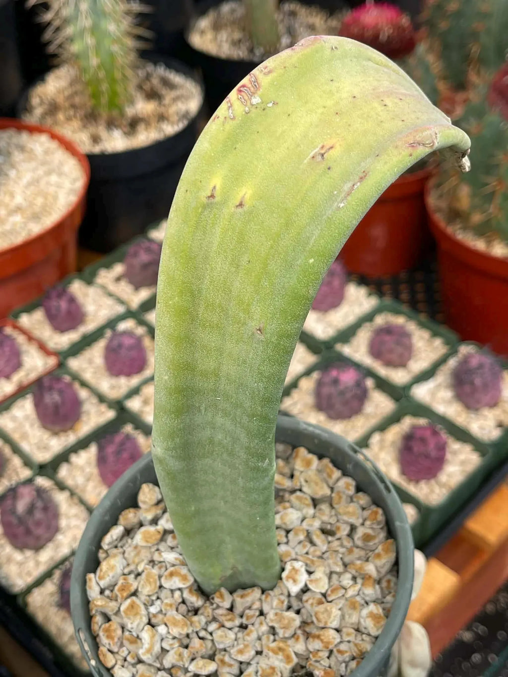 Crested Slipper Plant | Rare Crested Euphorbia | Live Succulent | 4" Plant