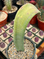 Crested Slipper Plant | Rare Crested Euphorbia | Live Succulent | 4" Plant