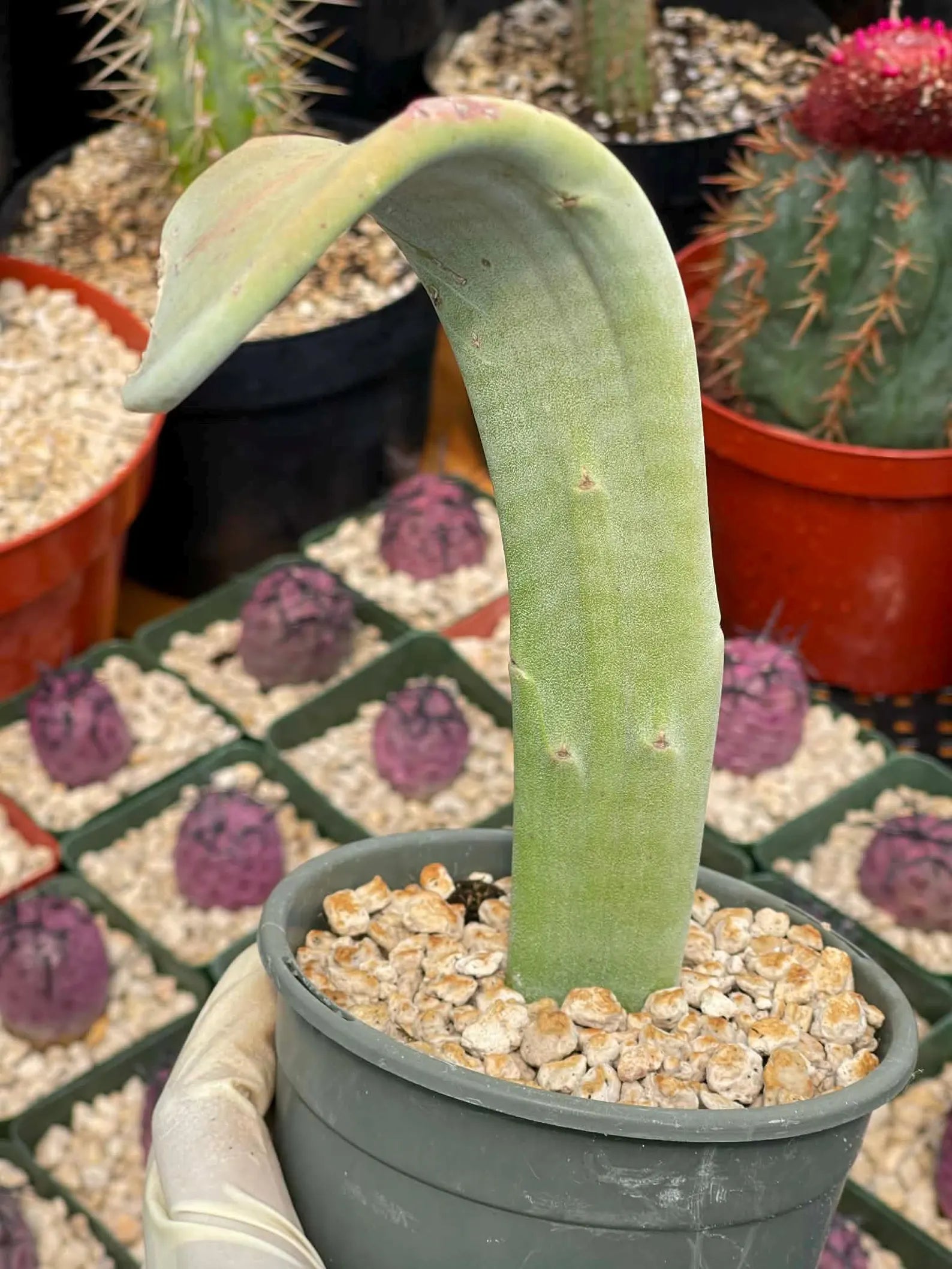 Crested Slipper Plant | Rare Crested Euphorbia | Live Succulent | 4" Plant