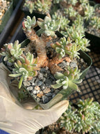 3.5-Inch Dudleya Gnoma Succulent | Rare Live Dudleya Plant