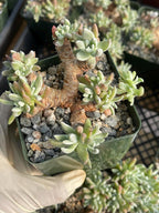 3.5-Inch Dudleya Gnoma Succulent | Rare Live Dudleya Plant