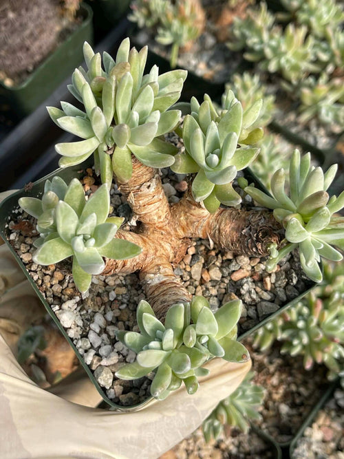 3.5-Inch Dudleya Gnoma Succulent | Rare Live Dudleya Plant