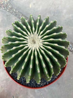 Echinocactus Grusonii Inermis | Rare Short Spine Specimen Live Cactus Plant #127