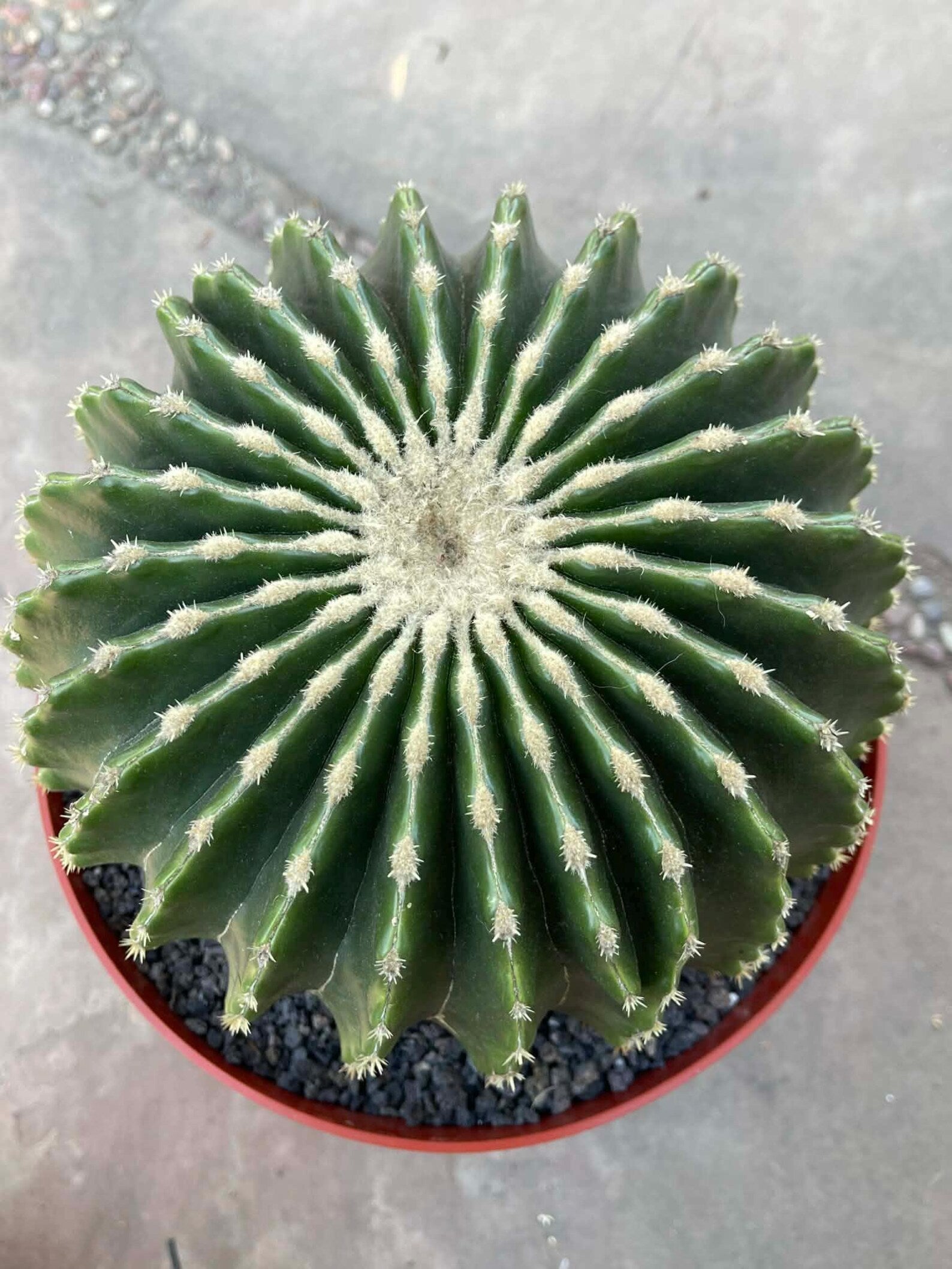 Echinocactus Grusonii Inermis | Rare Short Spine Specimen Live Cactus Plant #127