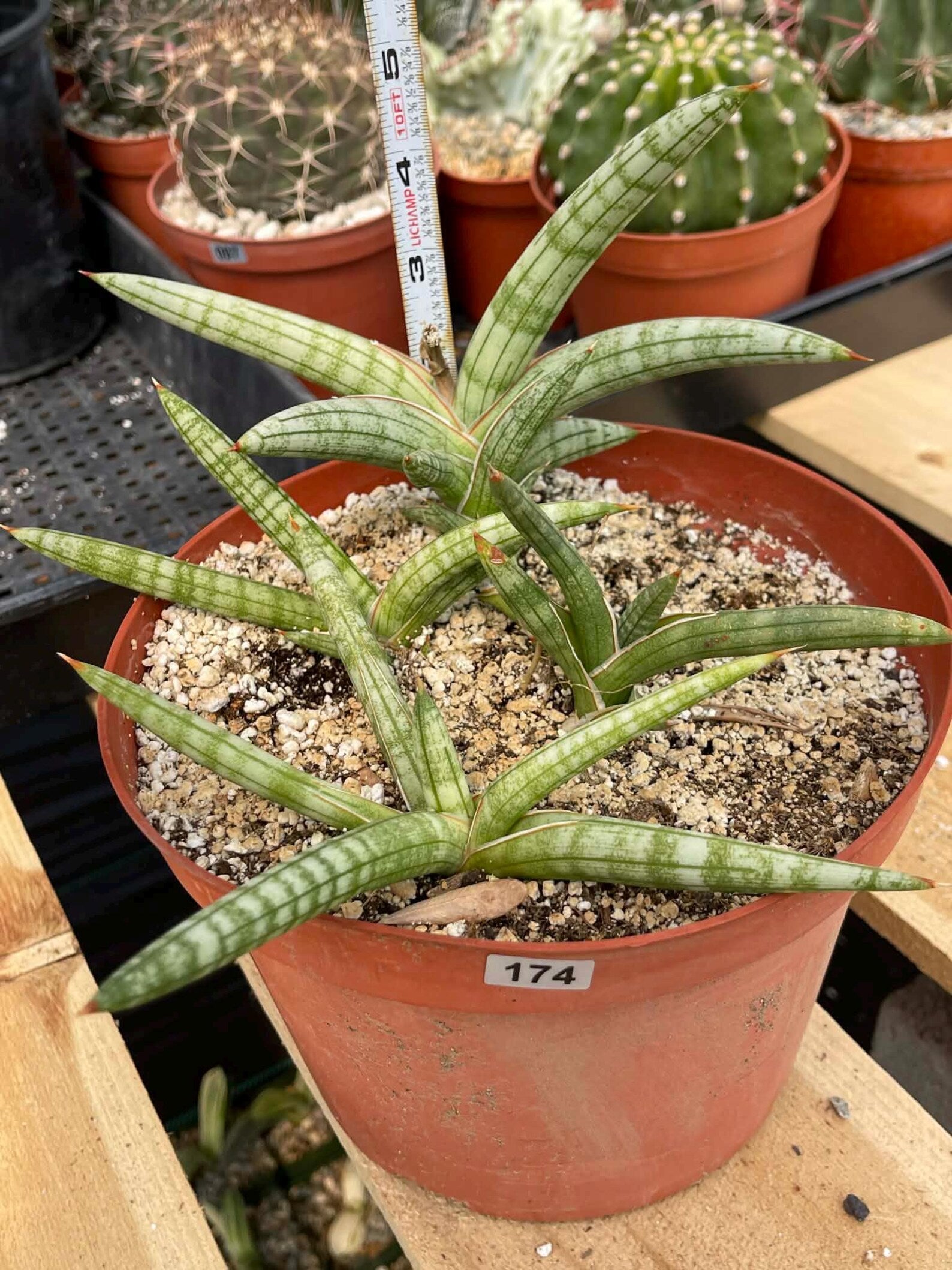 Sansevieria Suffruticosa #174 | Rare Live Snake Plant | Easy Care House Plant with Pups | Exact Plant