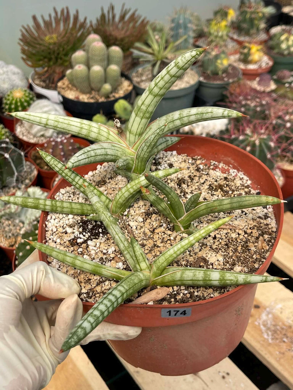 Sansevieria Suffruticosa #174 | Rare Live Snake Plant | Easy Care House Plant with Pups | Exact Plant