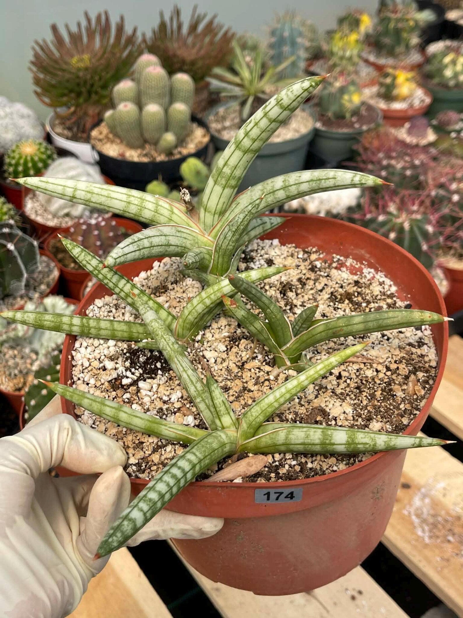 Sansevieria Suffruticosa #174 | Rare Live Snake Plant | Easy Care House Plant with Pups | Exact Plant