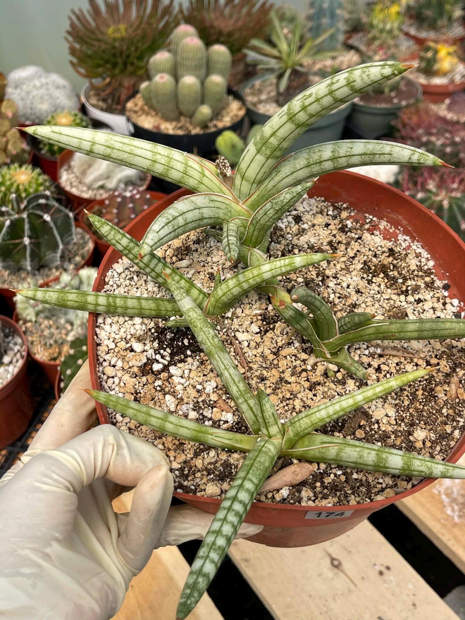 Sansevieria Suffruticosa #174 | Rare Live Snake Plant | Easy Care House Plant with Pups | Exact Plant