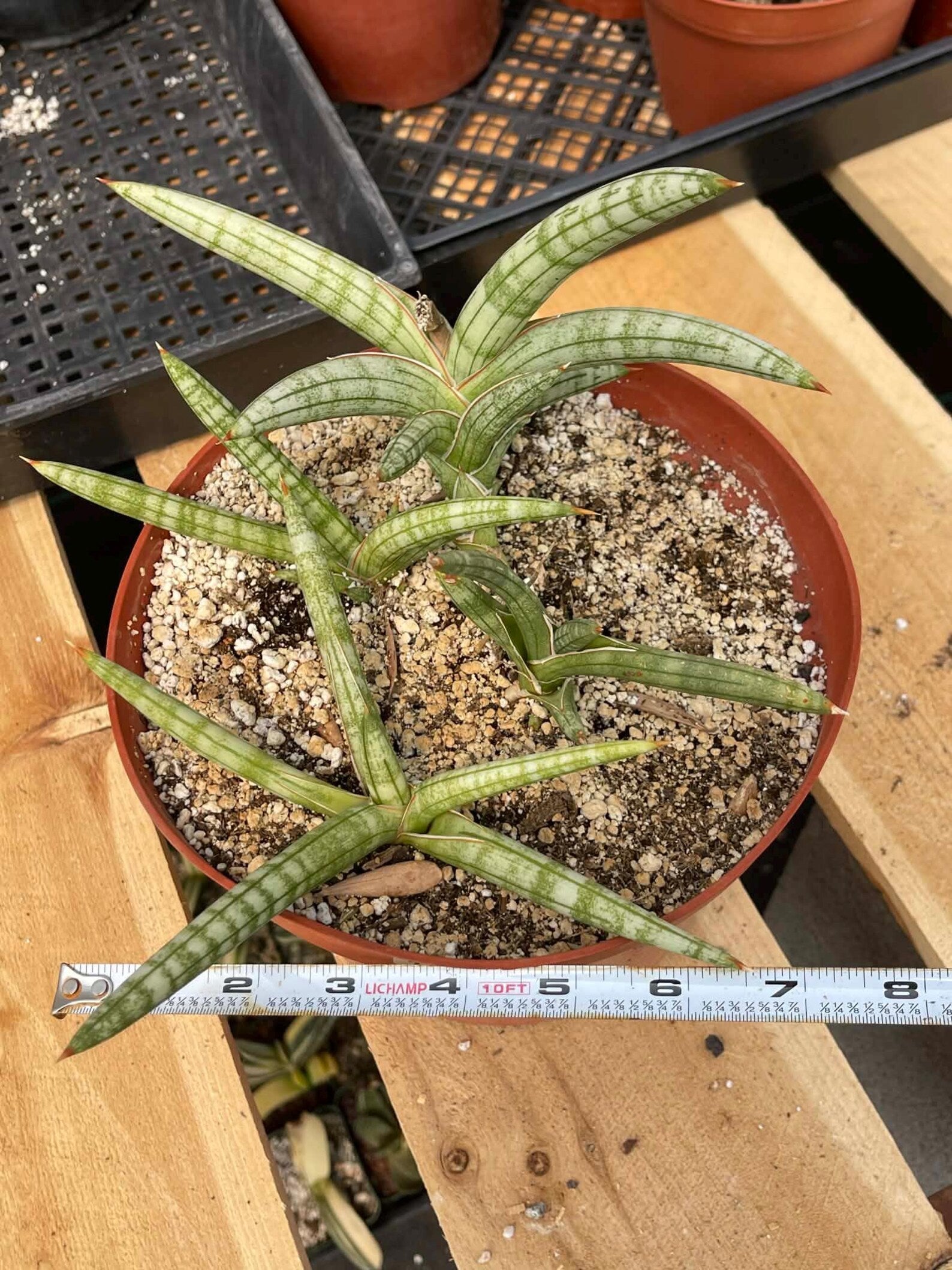 Sansevieria Suffruticosa #174 | Rare Live Snake Plant | Easy Care House Plant with Pups | Exact Plant