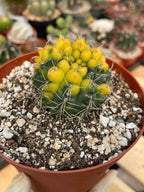 Variegated Gymnocalycium Baldianum Cactus #169 | Rare Live Succulent Plant | Collector Cactus | Exact Plant