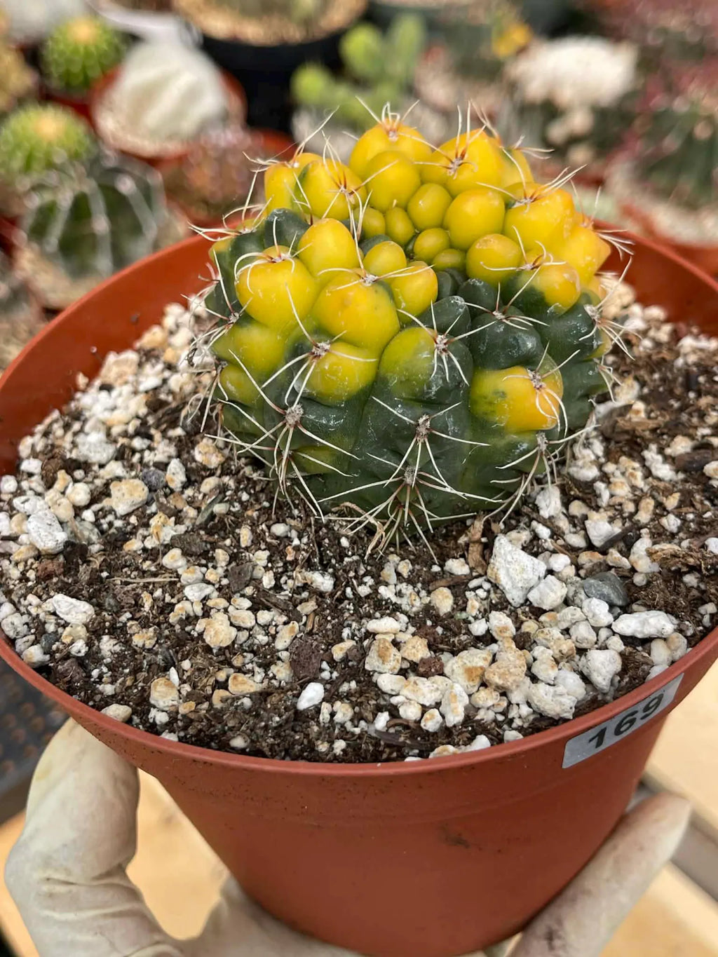 Variegated Gymnocalycium Baldianum Cactus #169 | Rare Live Succulent Plant | Collector Cactus | Exact Plant
