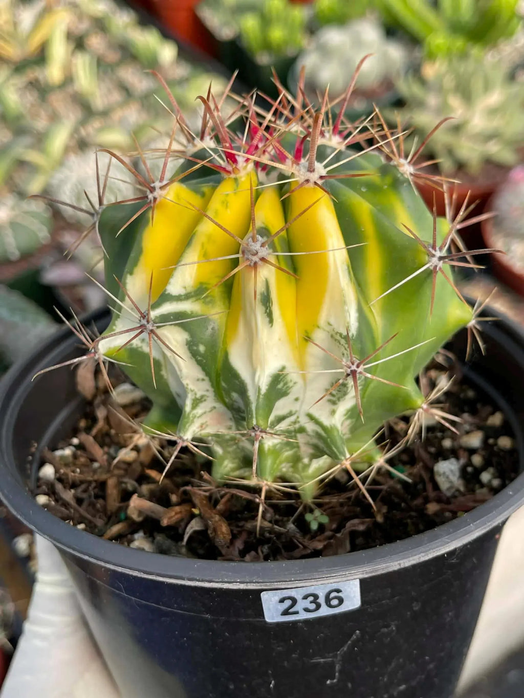 Variegated Ferocactus Gracilis #236 | Rare 6-Inch Live Cactus | Easy Care Collector Plant