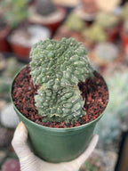 Crested Gymnocalycium Vatteri #175 | Rare Live Cactus Specimen