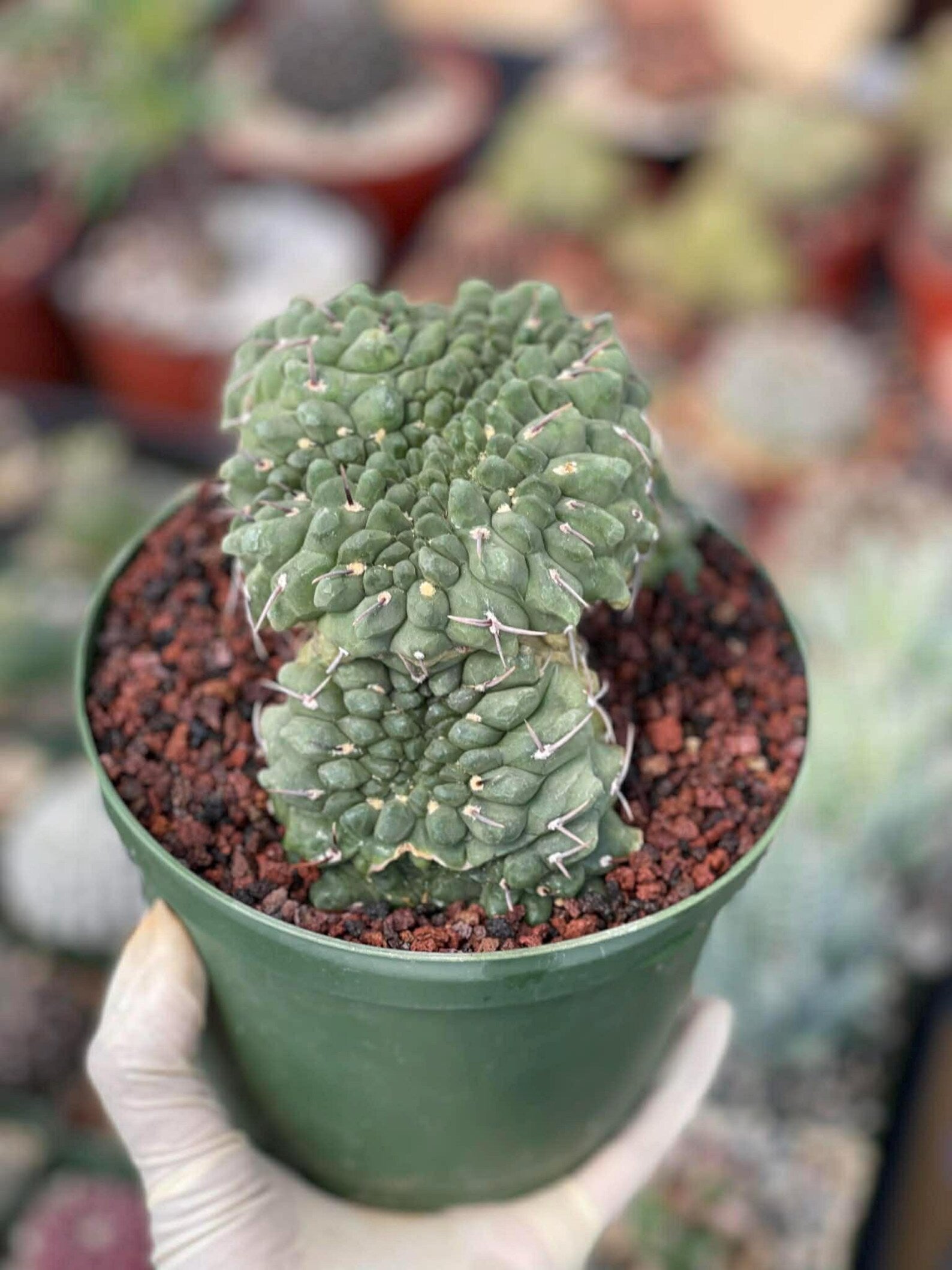 Crested Gymnocalycium Vatteri #175 | Rare Live Cactus Specimen