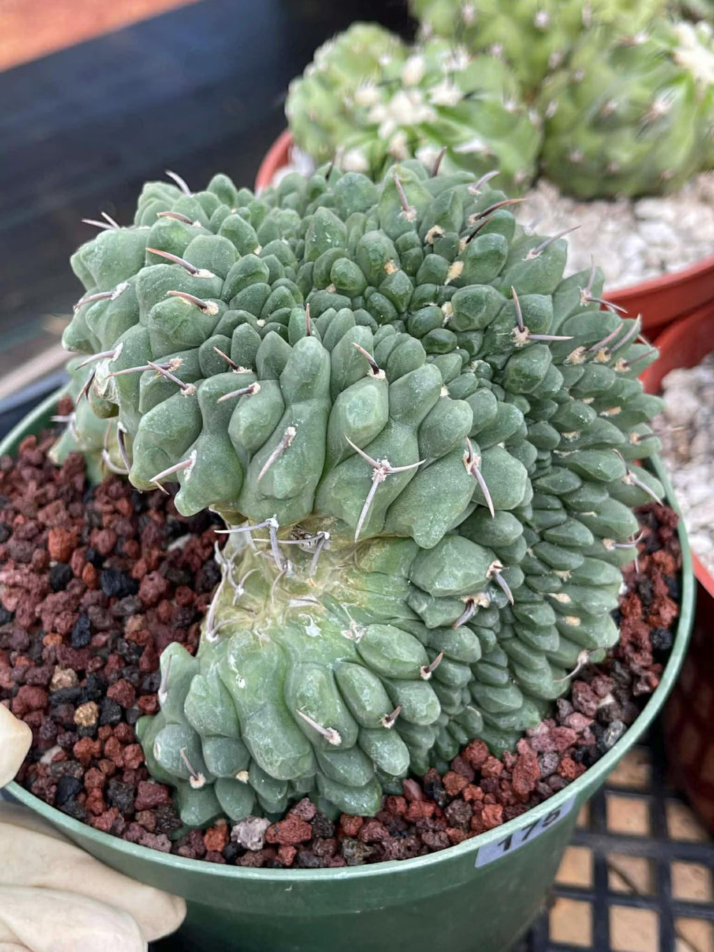 Crested Gymnocalycium Vatteri #175 | Rare Live Cactus Specimen