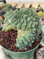 Crested Gymnocalycium Vatteri #175 | Rare Live Cactus Specimen