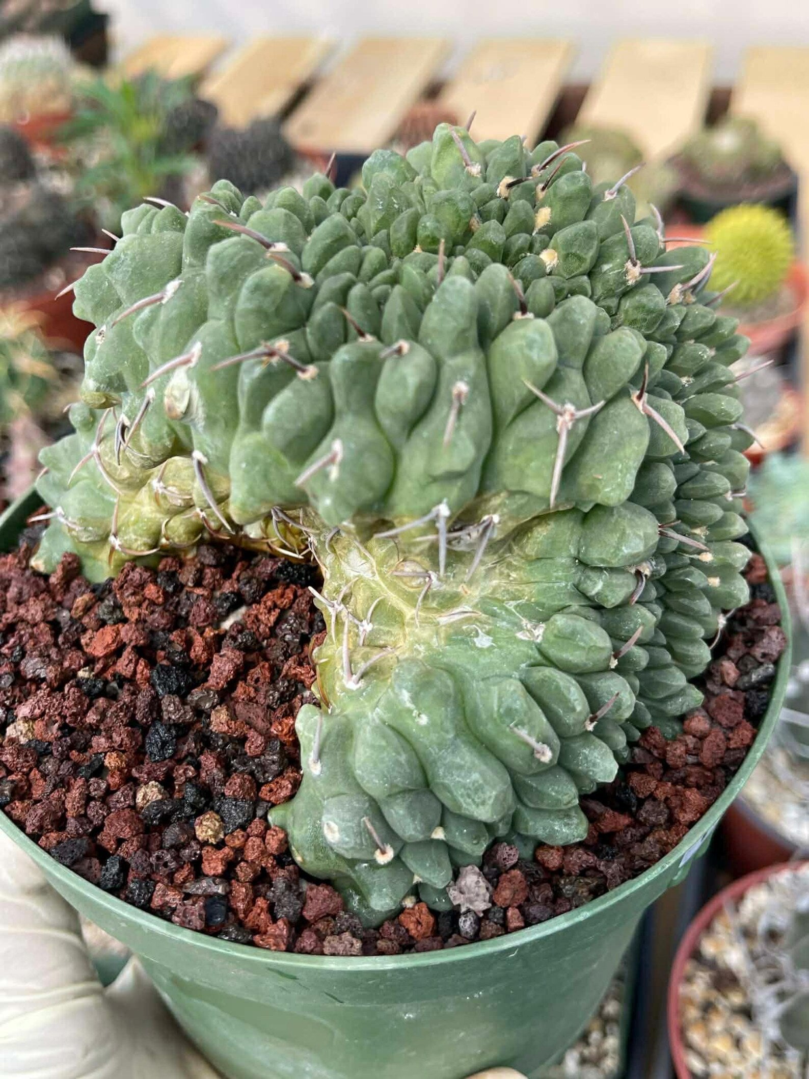 Crested Gymnocalycium Vatteri #175 | Rare Live Cactus Specimen